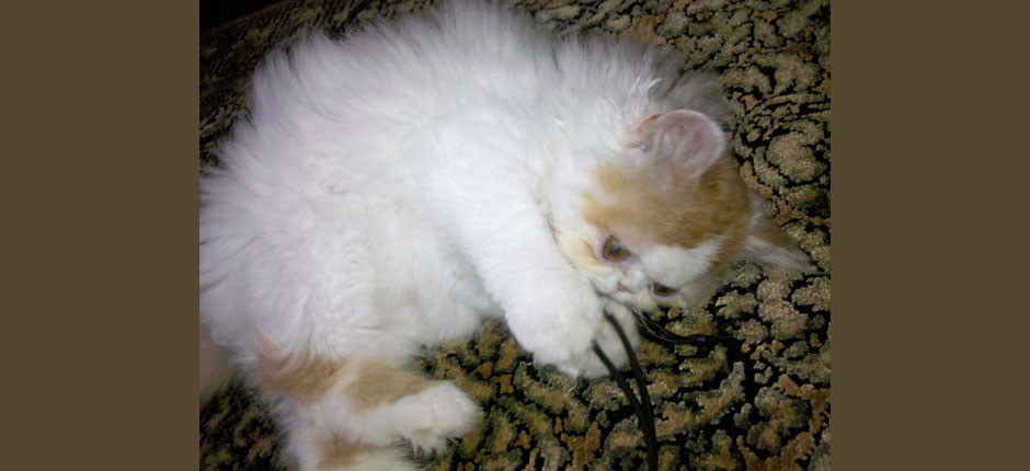 Once upon a time, the L-man was just a tiny handful of fur.