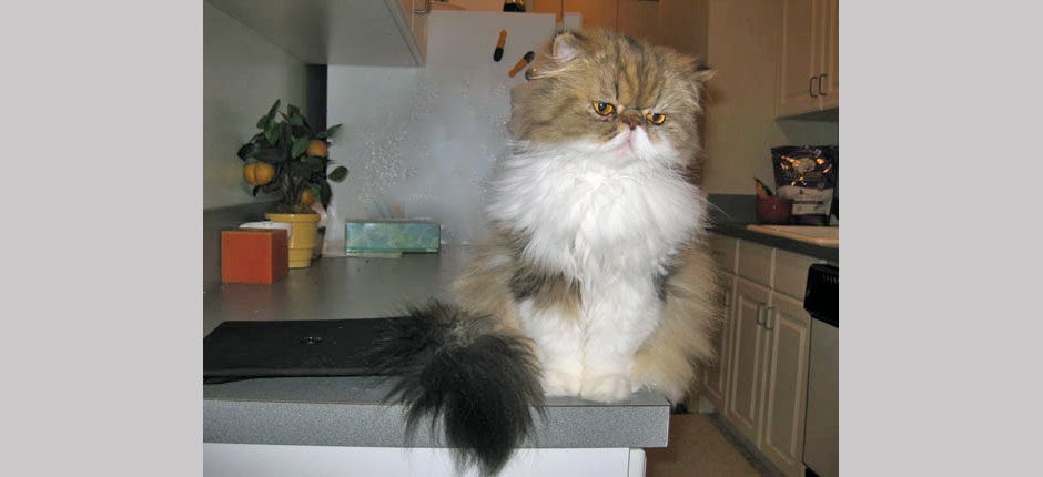 Queen Pad rules. It's a heavy burden, but she bears it with grace.