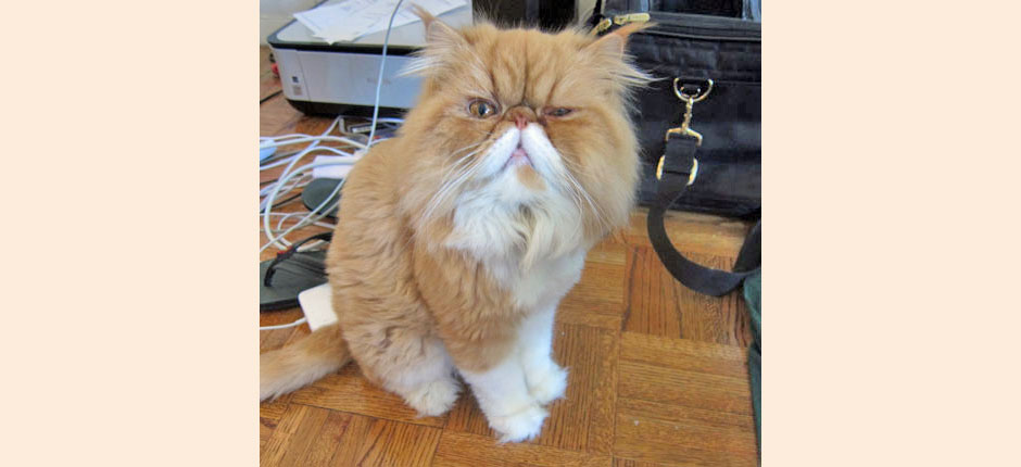 Aargh! Avhast, me kitties!