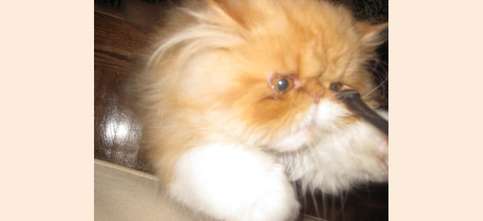 Whoa! What was that? Oh, my God! It's a leaf! Or a shoelace! Or... doesn't matter--it moves. Let me at it!