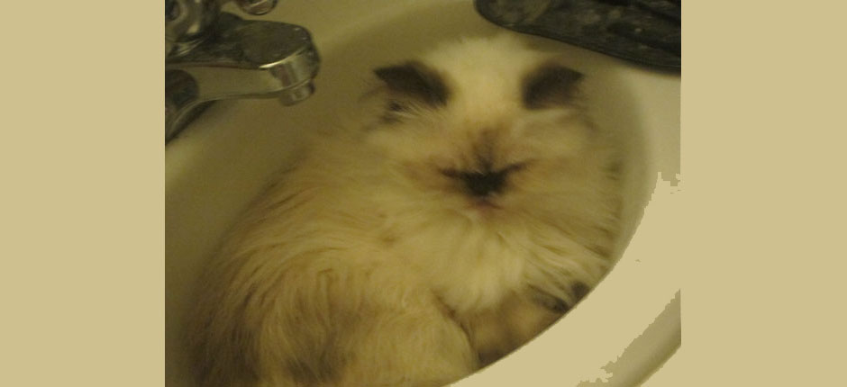 Sink or swim? Definitely sink.