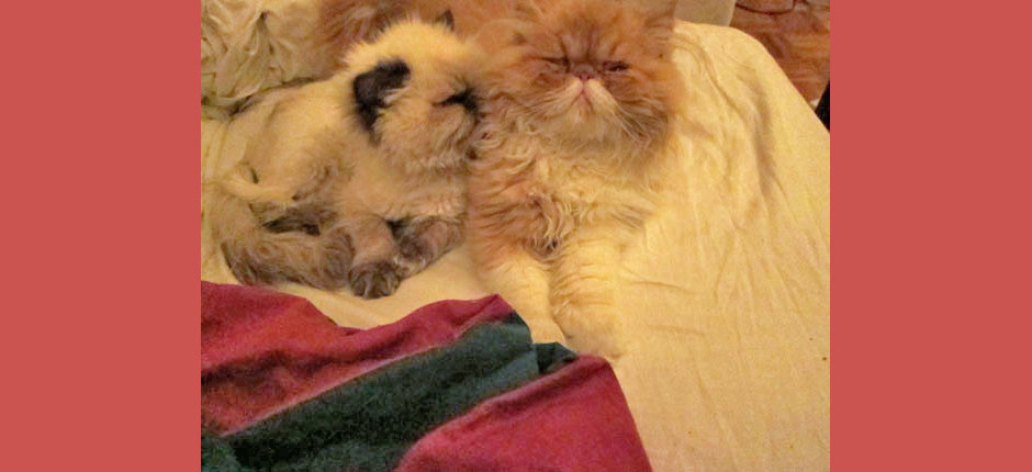 This cat-napping gig is great--but exhausting!